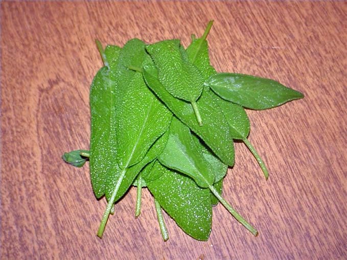 Sage Seed, Broad Leaf, Heirloom, Non GMO, 20+ Seeds, Sage Herb, Spice, Country Creek Acres