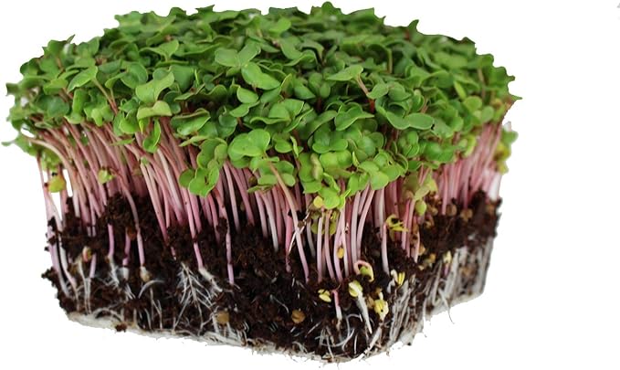 Red Stem Radish Microgreens Seeds - 4 Oz ~14,000 Seeds - Red Stemmed with Green Leaves - Non-GMO Micro Greens Seed