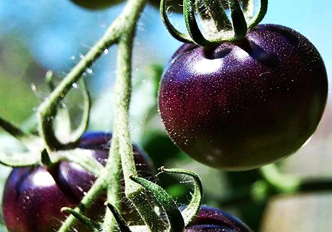 Seeds Rare Purple Tomato 30+ Seeds for Planting Indeterminate Tomato