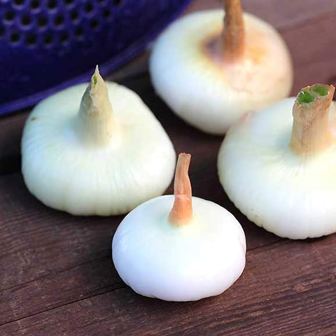 Borettana Yellow Cipollini Onion Seeds - 1 g ~300 Seeds - Non-GMO, Heirloom, Open Pollinated - Vegetable Gardening Seeds