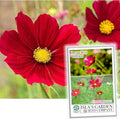 Dwarf Red Cosmos Flower Seeds for Planting, 100+ Heirloom Seeds Per Packet, (Isla's Garden Seeds), Non GMO Seeds, Scientific Name: Cosmos Bipinnatus, Great Home Flower Garden Gift