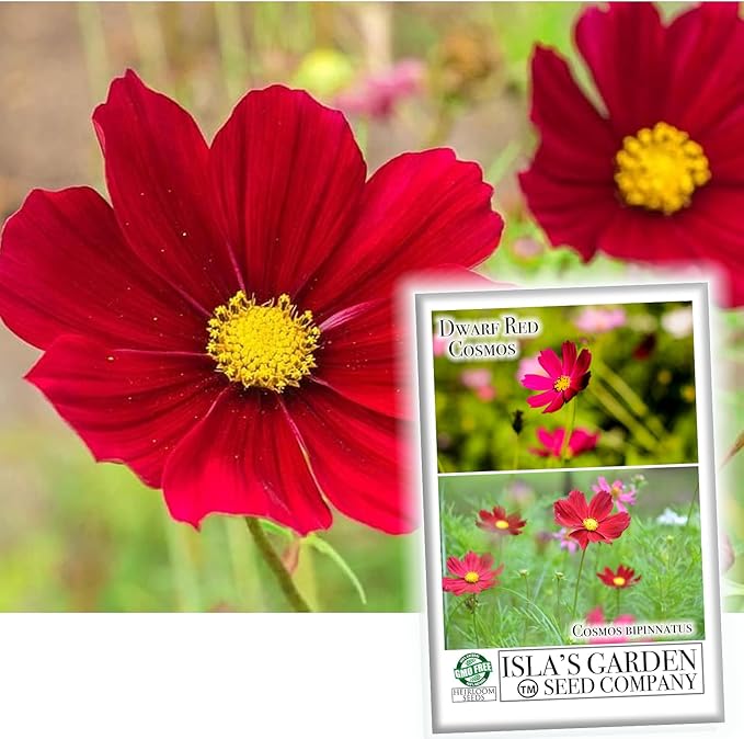 Dwarf Red Cosmos Flower Seeds for Planting, 100+ Heirloom Seeds Per Packet, (Isla's Garden Seeds), Non GMO Seeds, Scientific Name: Cosmos Bipinnatus, Great Home Flower Garden Gift