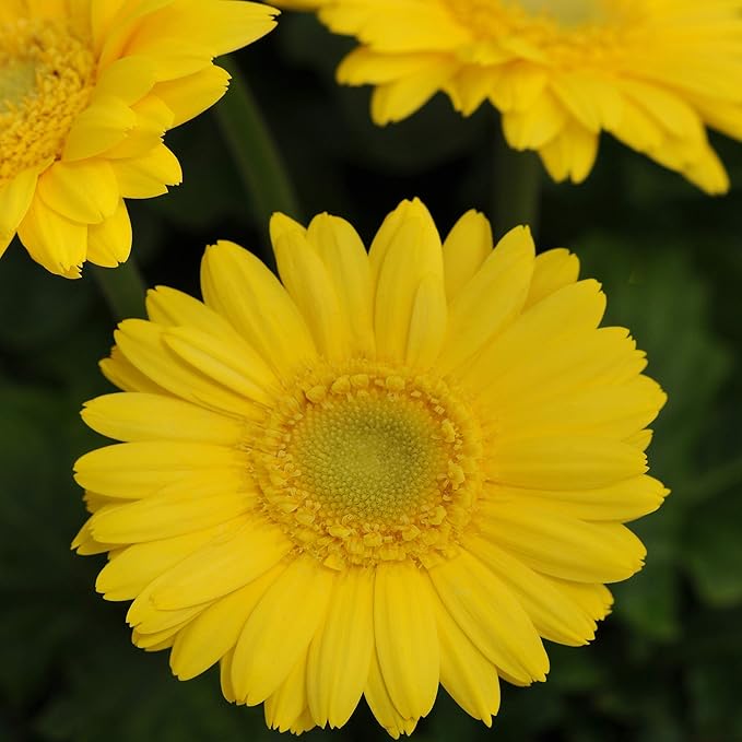 Outsidepride Golden Yellow Gerbera Seeds - 20 Pcs Perennial, Compact & Low Maintenance, Flower Seeds for Planting w/Dazzling Yellow Blooms, Ideal for Garden Landscaping & Cut Flower Arrangements