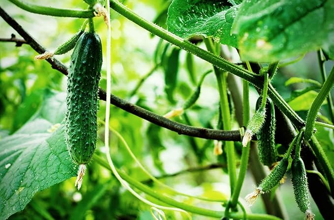 Seeds4planting - Seeds Indoor Cucumber Self-Pollinated Giant Pickling Vegetable Non GMO