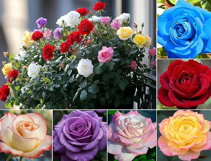 100 Mixed Color Rose Seeds Bush Flowers Garden Planting