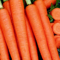 Organic Tendersweet Carrot Seed - 1 OZ ~18,200 Seeds - Non-GMO, Open Pollinated, Heirloom, Vegetable Gardening Seeds