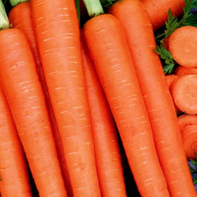 Organic Tendersweet Carrot Seed - 1/4 LB ~72,800 Seeds - Non-GMO, Open Pollinated, Heirloom, Vegetable Gardening Seeds