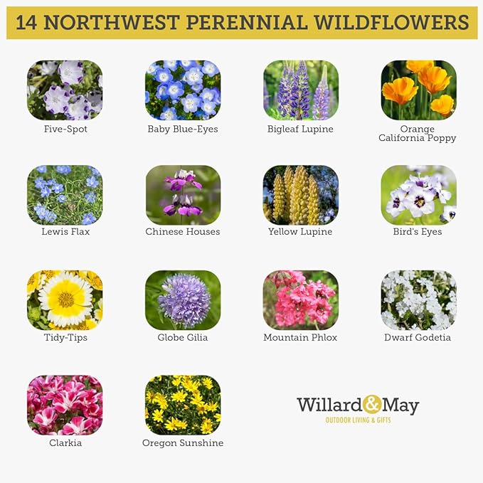 Willard & May Northwest All Perennial Wildflower Seed Mix, Cool Climate Flowers for Full Sun, 125,000+ Bulk Flower Seeds, 14 Varieties, Pollinator Friendly, Plant in Spring or Fall (1/4 Pound)