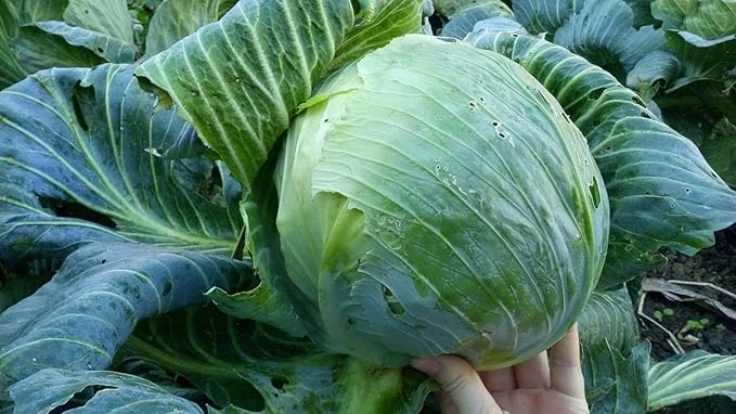 Seeds Vegetable Cabbage Winter Green - 100 Seeds