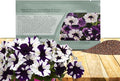 Outsidepride Purple Tie Dye Shock Wave Petunia Seeds - 15 Pcs. Annual, Compact & Spreading Flower Seeds for Planting Low Growing Vibrant Blooms, Garden Beds, Hanging Baskets & Container Displays