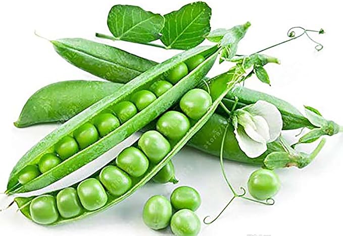 Green Arrow Peas Heirloom Seeds - The Green Arrow Pea Plant is Known for its Vigorous, Upright Growth Habit of 2 to 3 feet, Making it Easy to Manage Without extensive Support. 50 Seeds