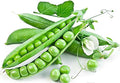 Green Arrow Peas Heirloom Seeds - The Green Arrow Pea Plant is Known for its Vigorous, Upright Growth Habit of 2 to 3 feet, Making it Easy to Manage Without extensive Support. 50 Seeds