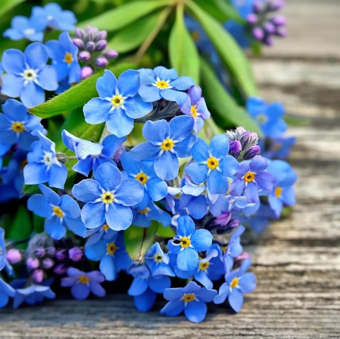 Forget-Me-Not Seeds - 100 Pcs Blue Perennial Flower Seed, Low Growing, Self-Sowing, Ideal for Garden Borders, Containers, and Ground Cover