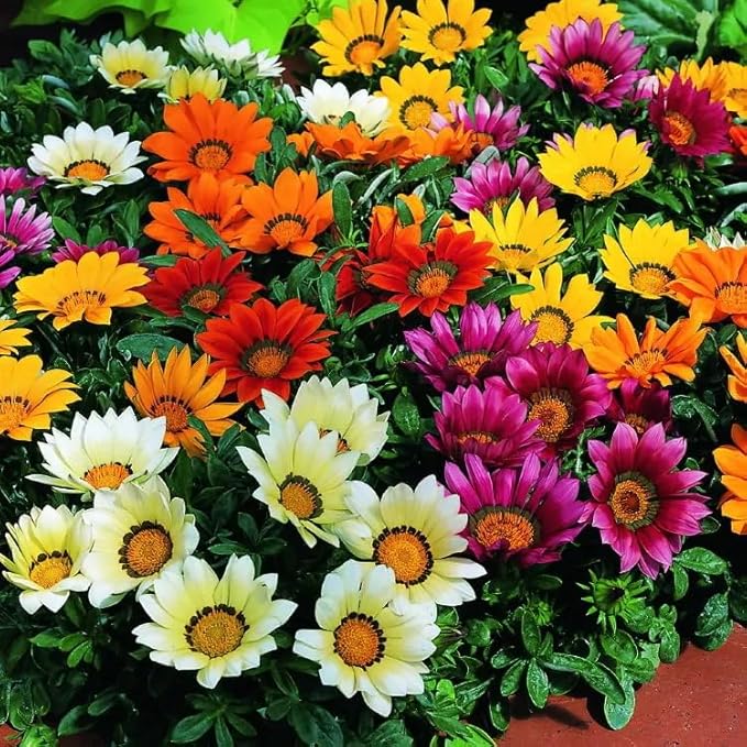 Treasure Flower Mix Seeds – Gazania Rigens | Perennial in Warm Climates, Annual Elsewhere | Drought-Tolerant & Long-Blooming