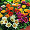 100+ Seeds Treasure Flower (Gazania) - Flower Mix