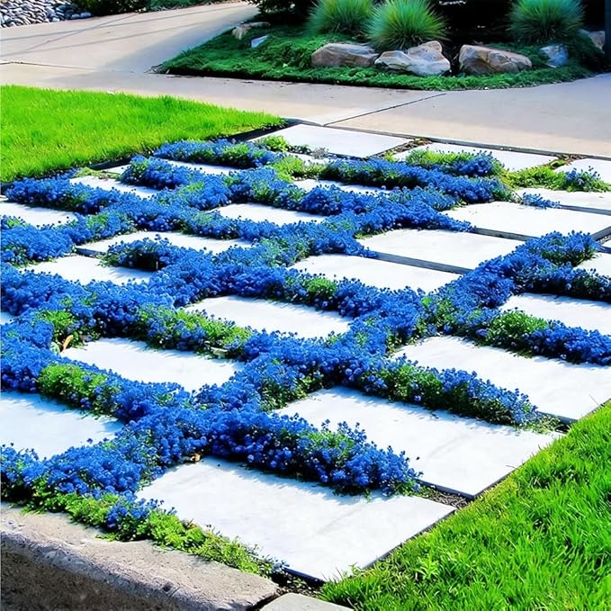 15000+ Blue Creeping Thyme Seeds Ground Cover,Blue Woolly Thyme Seeds Non-GMO Heirloom,Drought Tolerant Ground Cover Thyme Seed Silver Gray Carpet for Between Stepping Stones & Rock Outdoor