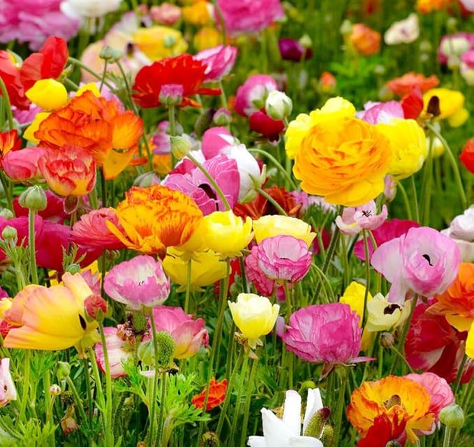 Mixed Peony Ranunculus Bulbs- Persian Buttercup -10 Corms Bulbs Flowering Blooms Perennial Bulbous Root Garden Plant (Mixed Ranunculus Bulbs)