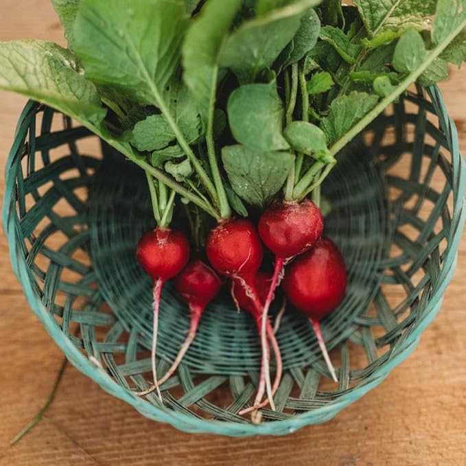 Early Scarlet Globe Radish - 150 Seeds - Easy & Fast to Grow, Crunchy & Refreshing Red Radish Variety, Non-GMO Heirloom Radish Seeds for Planting in The Home Garden, Thresh Seed Company