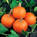 Park Seed Wee-B-Little Pumpkin Seeds – Non-GMO, AAS-Winning Mini Pumpkins for Painting, Carving & Baking, Compact Semi-Bush Vines, Deep Orange Skin, Pack of 25