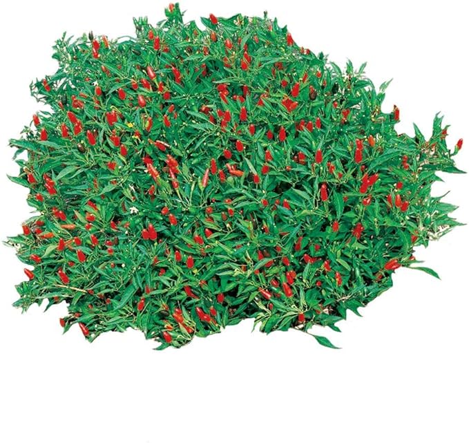 Park Seed Thai Hot Chili Pepper Seeds – Compact 18-Inch Plants with Fiery 50,000–100,000 Scovilles, Edible and Ornamental, Great for Containers, Cooking – Pack of 25