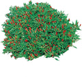 Park Seed Thai Hot Chili Pepper Seeds – Compact 18-Inch Plants with Fiery 50,000–100,000 Scovilles, Edible and Ornamental, Great for Containers, Cooking – Pack of 25