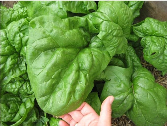 Seeds Vegetable Four Season Spinach Giant - 300 Seeds