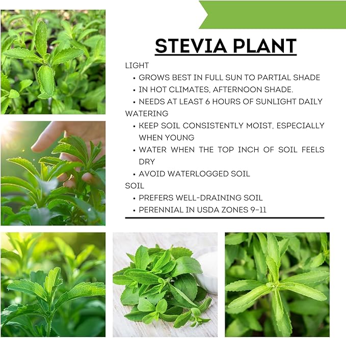 2 Stevia Plants Live, 5-9 Inch Tall, Stevia Seedlings for Planting Indoor Outdoor, Stevia Mint Herb