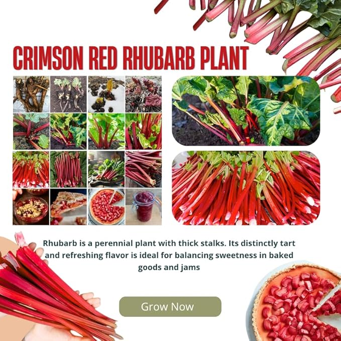 Large Victoria Rhubarb Crown, 15-20" Tall Live Rhubarb Root for Planting, Hardy Perennial Vegetable Rootstock for Outdoor Gardens