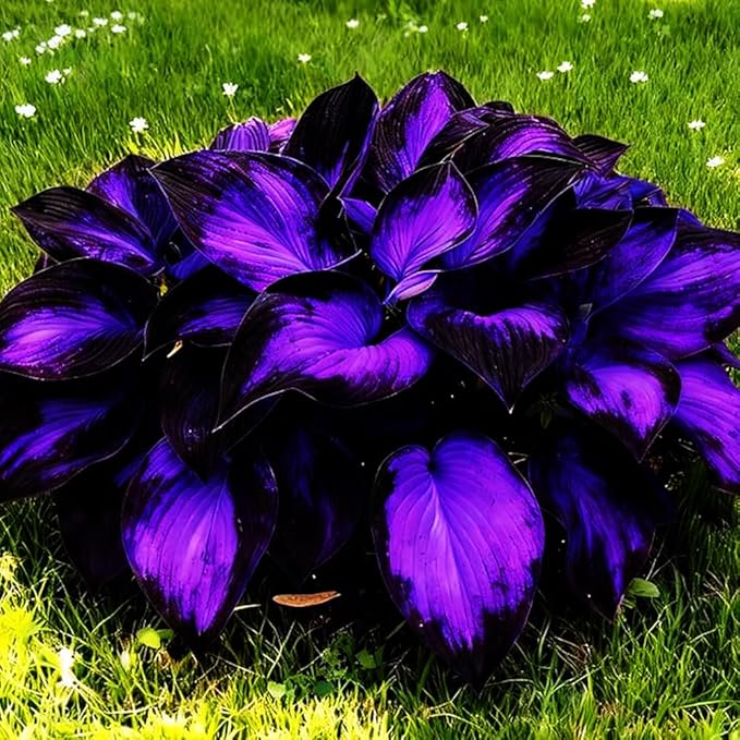 115+ Mixed Hosta Seeds for Planting Outdoors,Giant Hostas Seeds Perennial,Ground Cover Seed Shade Low Maintenance for Home Outdoor Garden