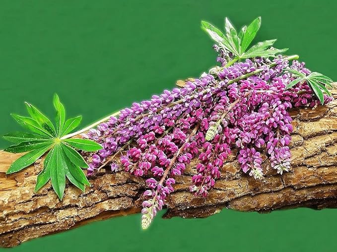 Seeds Sage (Salvia officinalis) Heirloom Herbs for Planting Non GMO