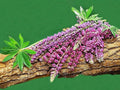 KIRA SEEDS - Seeds Garden Sage Medicinal - Salvia Officinalis - Indoor Tulasi - Heirloom Herbs - GMO Free