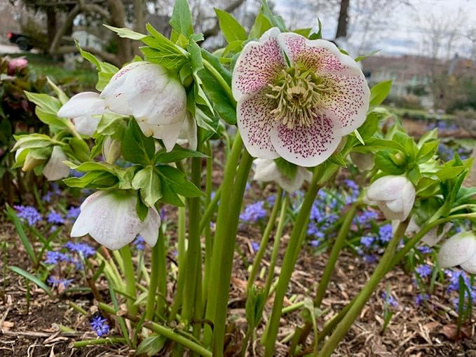 100 Pcs Mixed Helleborus Flower Seeds, Perennial Winter-Blooming Seeds for Planting, Hardy Shade-Loving Flowers for Gardens, Borders, Containers & Year-Round Decorative Landscaping