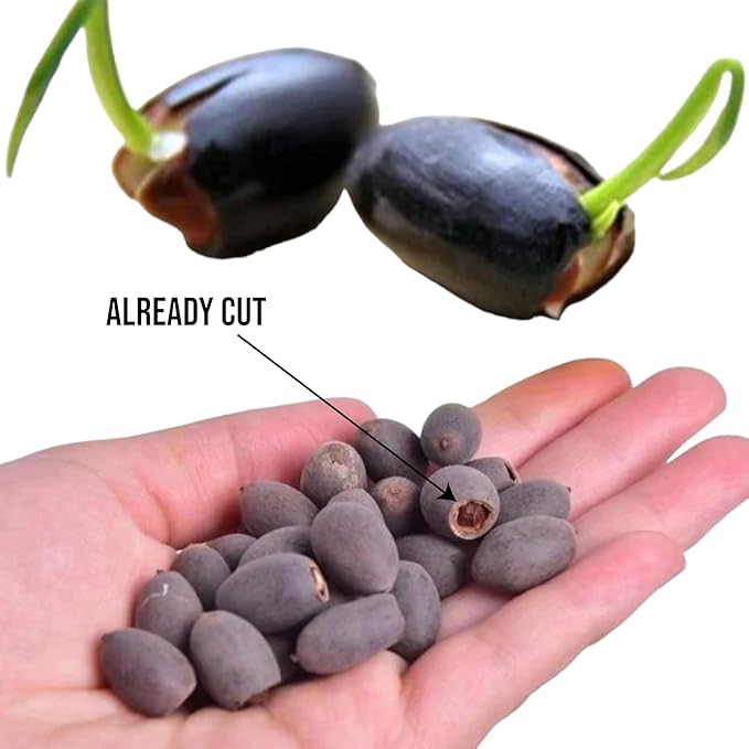 10pcs Bowl Lotus Seeds for Planting - Bonsai Lotus Seeds, Water Lily Flower, Aquatic Plants, Ideal for Ponds, Non-GMO Home Garden Plant Seeds, Flowering Aquatic Bonsai
