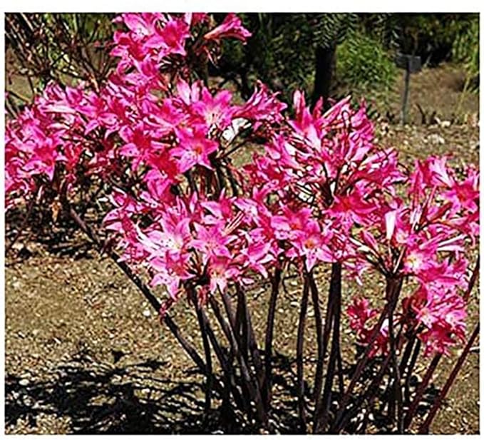 Amaryllis Belladonna - Naked Ladies - 1 Pink Bulb - Stunning Pink Blooms for Outdoor Gardens - Easy-to-Grow Perennial Flowering Plant
