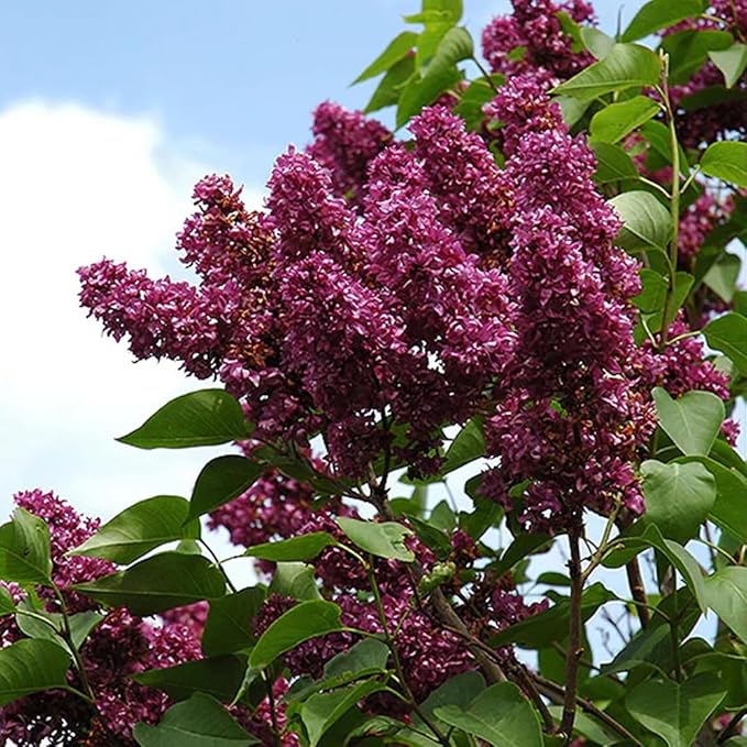 25pcs California Lilac Tree Seeds Mix Flowers Fragrant Hardy Perennial