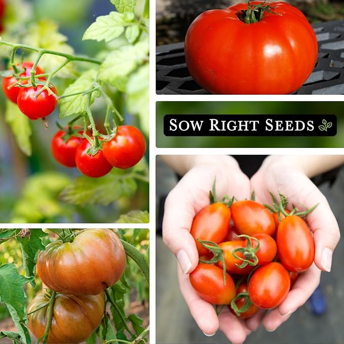 Sow Right Seeds - Classic Tomato Seed Collection for Planting - Cherokee Purple, Beefsteak, Large Red Cherry, Rutgers, and Roma Tomatoes - Non-GMO Heirloom Varieties Plant a Home Vegetable Garden