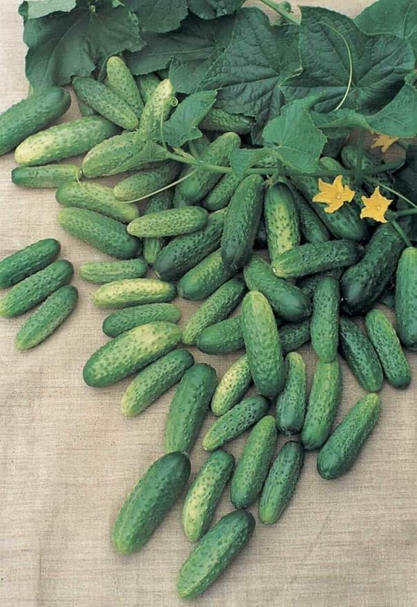 CEMEHA SEEDS Cucumber Bush Gherkin Early Pickling Vegetable Heirloom Non-GMO