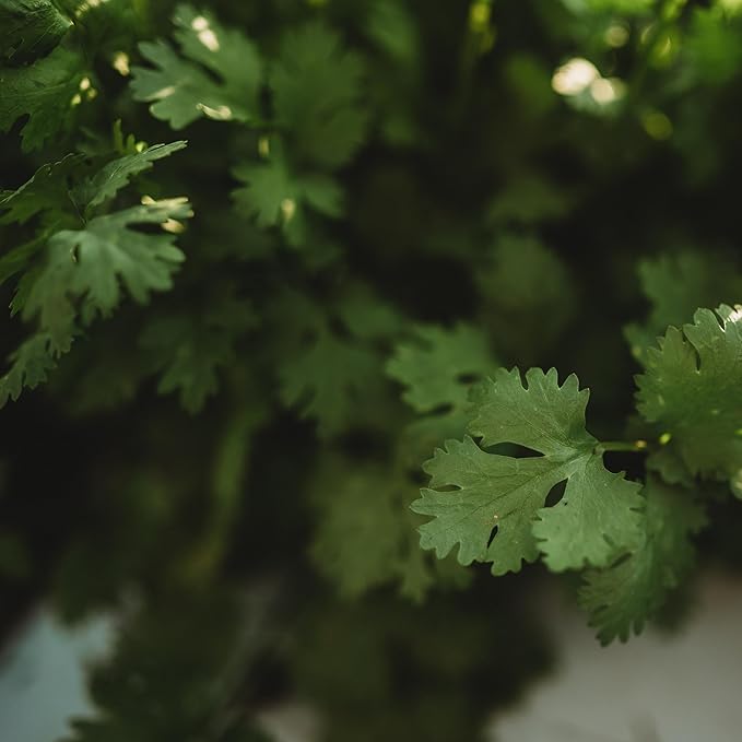 Cilantro - 250 Seeds - Heirloom & Open-Pollinated Variety, Non-GMO Culinary Herb Seeds for Planting, Grow Kitchen Herbs Indoors or Outdoors in Containers/aerogarden/Home Garden, Thresh Seed Company