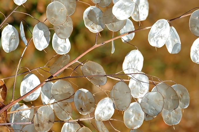 Seeds Lunaria/Money Plant/Honesty Plant/Biennial Flowers