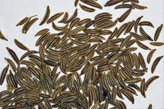 Caraway Seeds, Herb, 1000+ Seeds, Non GMO, You Can Use Seeds, Plant and Roots on This Herb