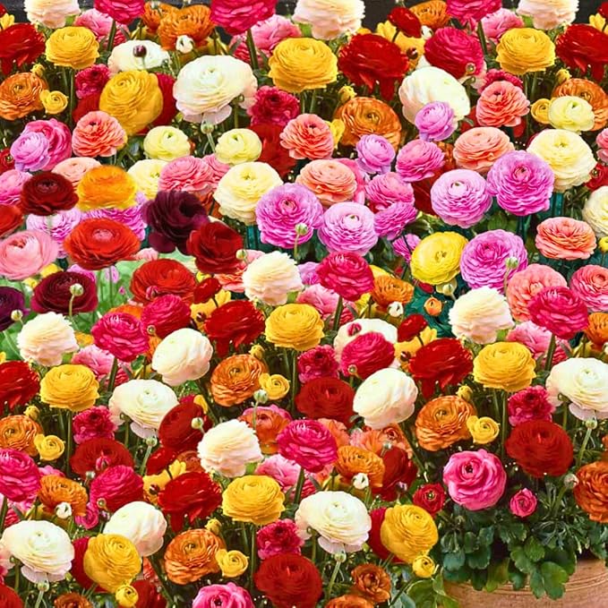 30 Ranunculus Bulbs for Planting, Multicolor Ranunculus Flower Bulbs, Ranunculus Corms