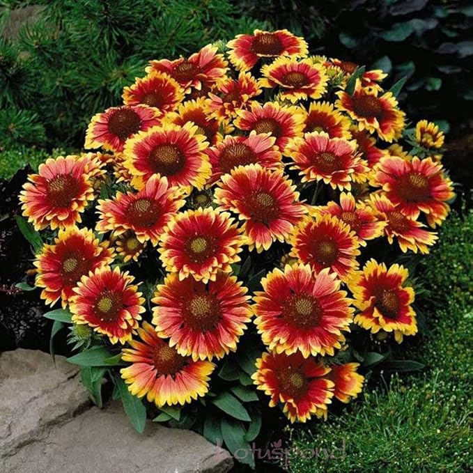 Blanket Flower Seeds - Dwarf Goblin - 1 Ounce - Red/Yellow Flower Seeds, Heirloom Seed, Open Pollinated Seed Attracts Bees, Attracts Butterflies, Attracts Hummingbirds, Attracts Pollinators, Easy