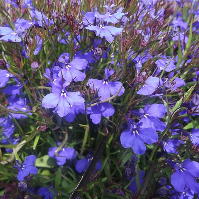 100Pcs Blue Lobelia Seeds for Planting & Growing Outdoor Grow Blue Flowers in Pots Basket Gardens Multicolor Flowers Seeds