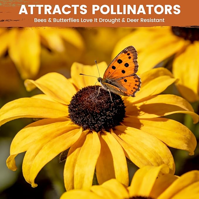 Black Eyed Susan Seeds for Planting | 30,000+ Heirloom Seeds, Non-GMO Flower Seeds for Garden, Borders & Containers | Sunflower Companion Wildflower Seeds to Attract Pollinators