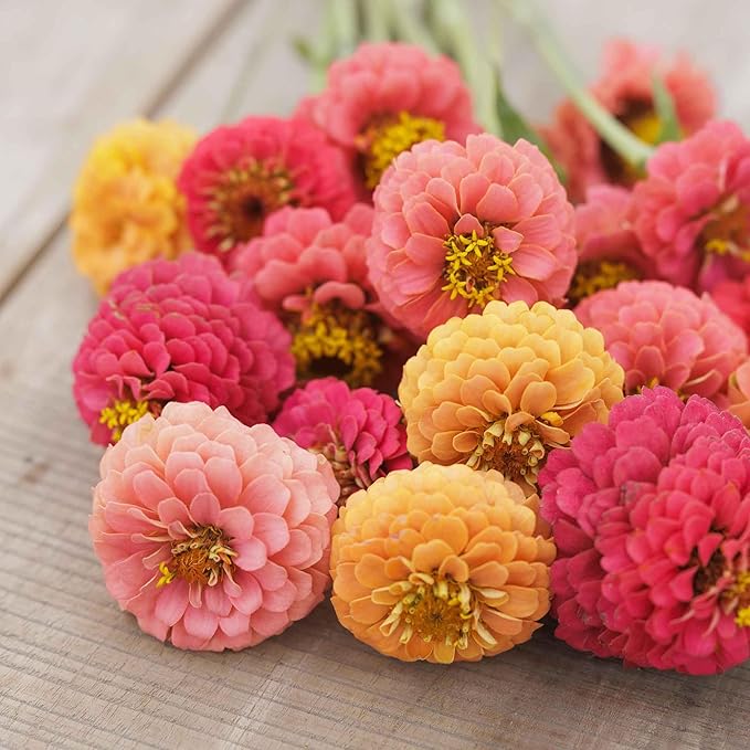 Eden Brothers Zinnia Seeds - Lilliput Salmon, Non-GMO Seeds for Planting, 1/4 lb | Low-Maintenance Flower Seeds, Plant During Spring, Zones 3, 4, 5, 6, 7, 8, 9, 10