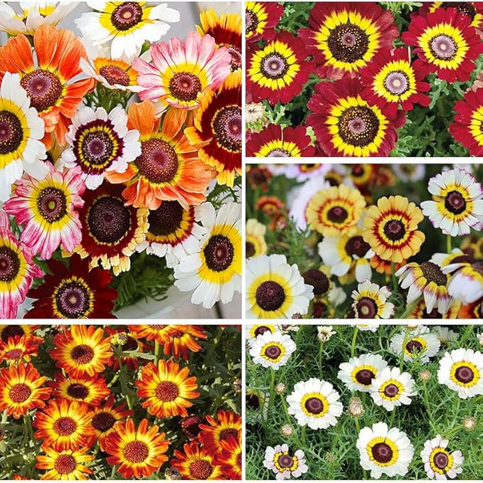 1000+ Perennial Mix Painted Daisy Flower Seeds for Planting-Non GMO & Heirloom Seeds for Home Garden