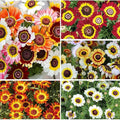 1000+ Perennial Mix Painted Daisy Flower Seeds for Planting-Non GMO & Heirloom Seeds for Home Garden