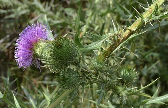 Seeds4planting - Seeds Milk Thistle Saint Mary's Medicinal Heirloom Herb Non GMO