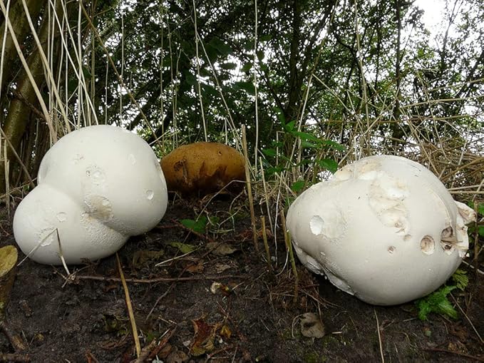 KIRA SEEDS - Giant Puffball Mushrooms Spores - Heirloom - GMO Free