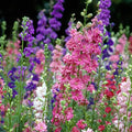 Todd's Seeds - Larkspur Giant Imperial Mix Seed - 2g Seed Packet - Beautiful White Flowers, Purple Flowers, & Pink Flowers